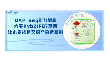 J. Adv. Res. | DAP-seq助力解析大麦HvbZIP87基因让小麦抗病又高产的新机制