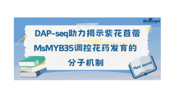 Plant Journal | DAP-seq助力揭示紫花苜蓿MsMYB35调控花药发育的分子机制