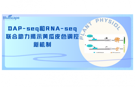 Plant Physiol | DAP-seq和RNA-seq联合助力揭示黄瓜皮色调控新机制
