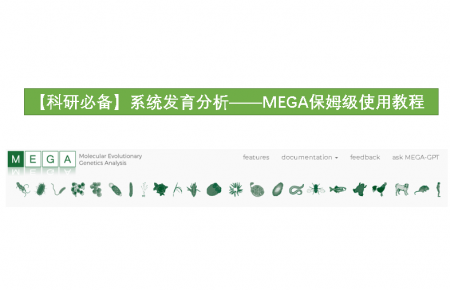 【科研必备】系统发育分析——MEGA保姆级使用教程