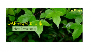 New Phytologist（IF=8.1） ▏DAP-seq助力揭示杂交枫香再生调控新机制