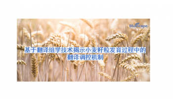 文章分享 | 基于翻译组学技术揭示小麦籽粒发育过程中的翻译调控机制