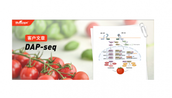 Plant Communications（IF: 11.6） ▏DAP-seq技术助力揭示番茄果实类黄酮生物合成的新机制