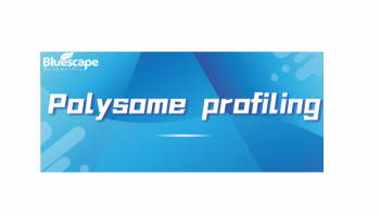 Polysome profiling下游实验 | 附文献分享