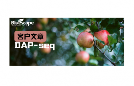 Plant Physiology（IF=6.9）▏DAP-seq技术助力揭示独脚金内酯调控苹果腋芽生长的分子机制