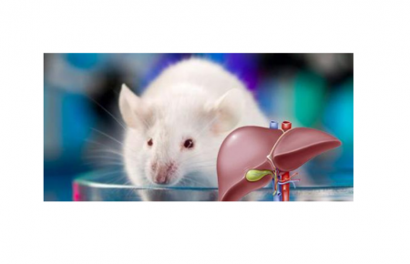 小鼠肝脏翻译组解析利器-Polysome Profiling多组学联用研究范式