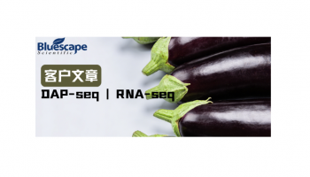 Hortic. Plant J（IF=6.2）| DAP-seq和RNA-seq联合助力揭示SmBBX22调控茄子花青素合成的分子机制
