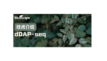 双DNA亲和纯化测序（dDAP-seq）：转录因子复合体结合位点解析技术