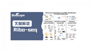 Ribo-seq文献解读 | 小鼠棕色和白色脂肪细胞翻译图谱分析，鉴定代谢相关的小开放阅读框和功能性微蛋白