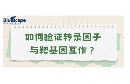 如何验证转录因子与靶基因互作？