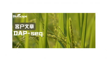 New Phytologist（IF=8.7）|DAP-seq助力揭示OsMYB94调控水稻颖果成熟与品质形成的分子机制